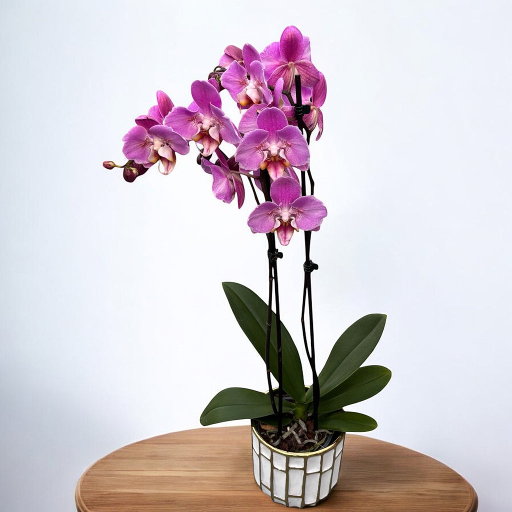 Phalaenopsis Taisuco Anna - pelorique
