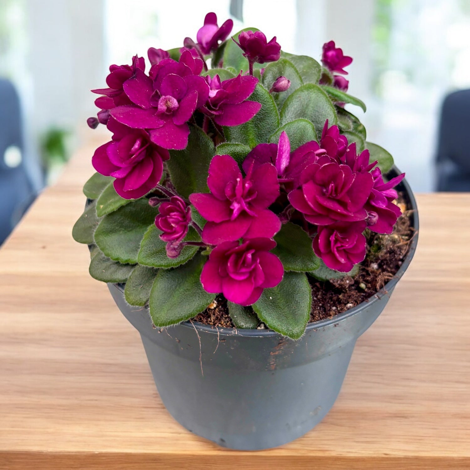 Saintpaulia Mini Red - violete speciale