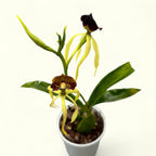 Encyclia (Prostechea) Green Hornet