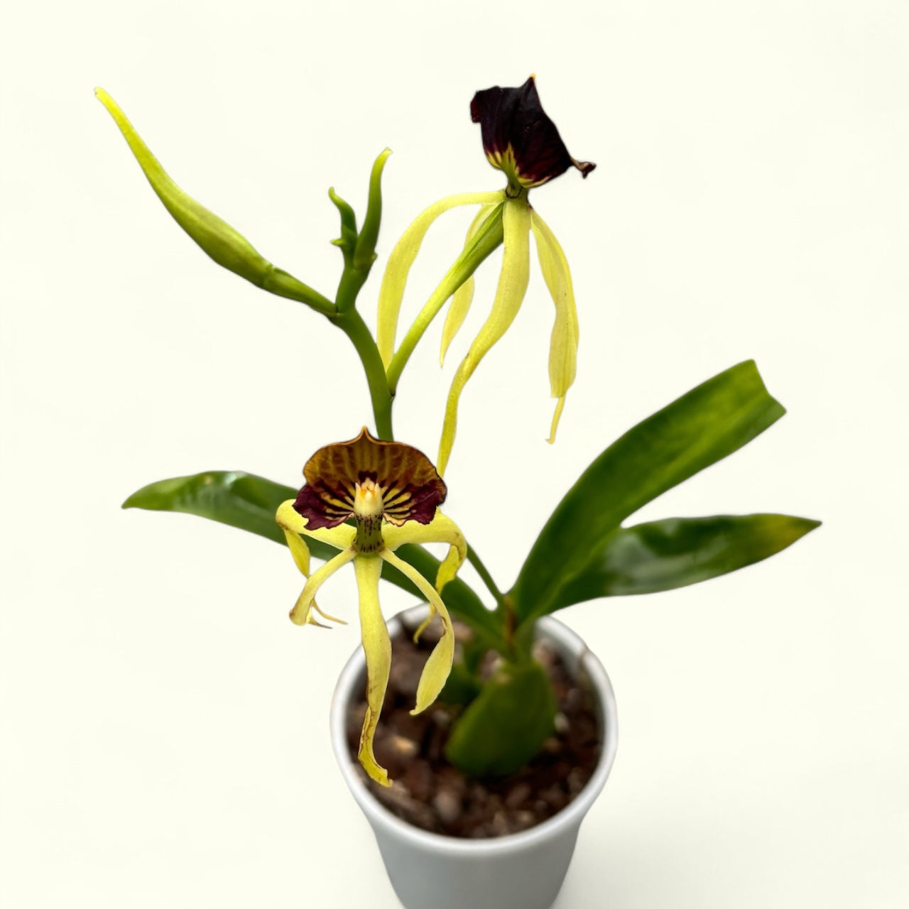 Encyclia (Prostechea) Green Hornet