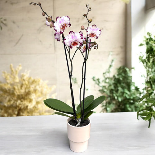 Phalaenopsis Anthura Minsk