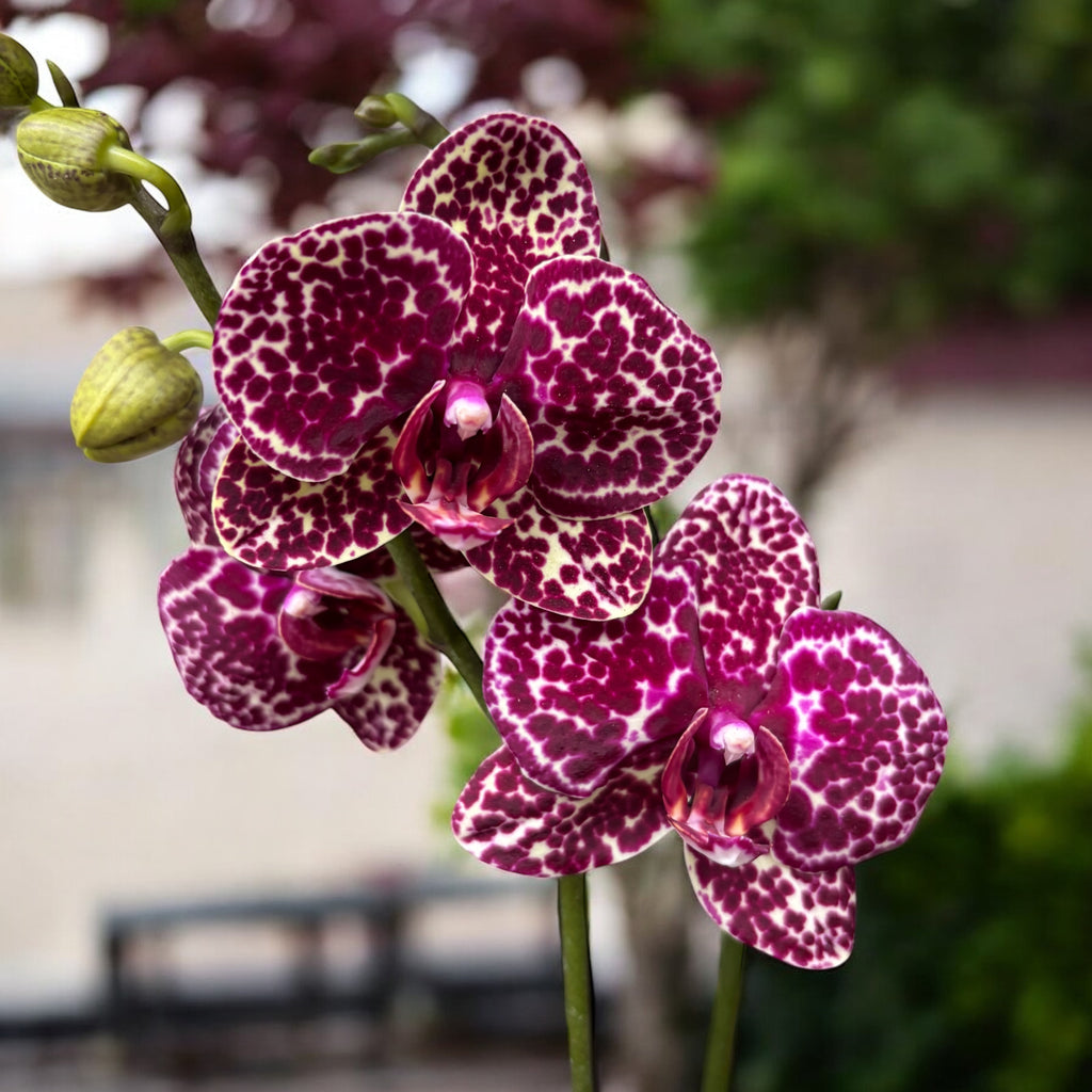 Phalaenopsis Lioulin Villikissa