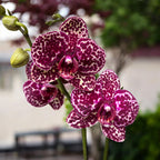 Phalaenopsis Lioulin Divoká Kočka