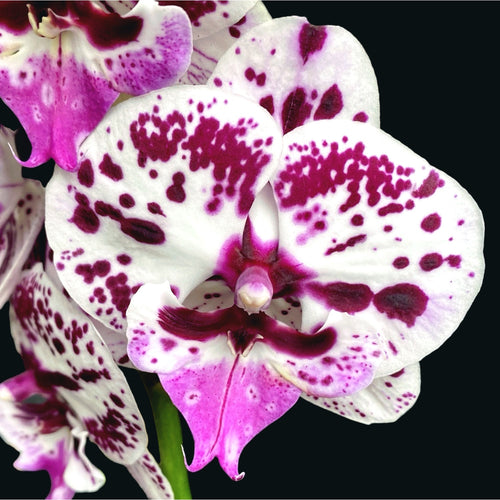 Phalaenopsis Speechless Elegance *big lip