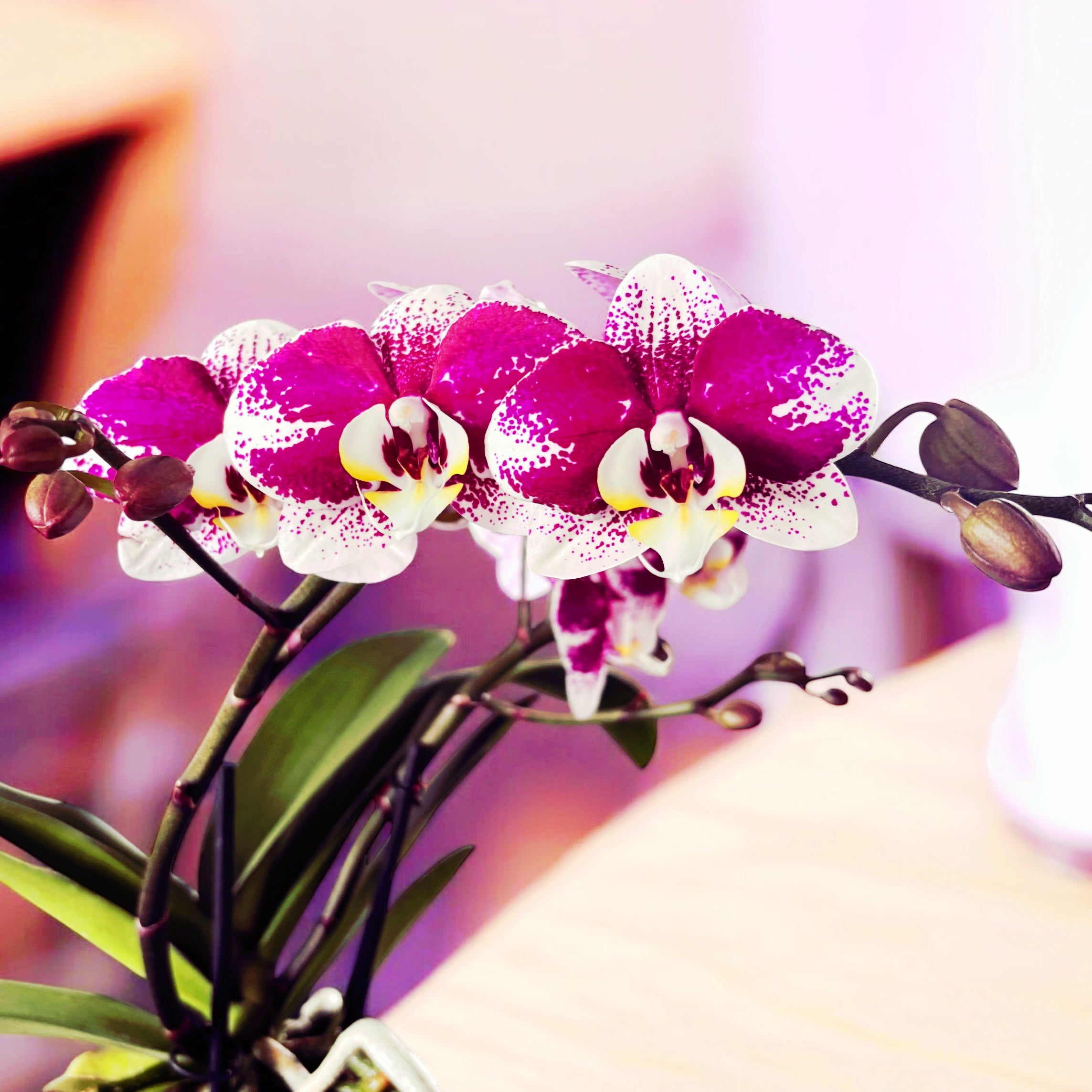 Phalaenopsis Anthura Barcelona (Free Spirit) - eleganta naturala, exemplare ramificate