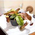 Nepenthes 'Gaya' D9 - A spectacular carnivorous plant!