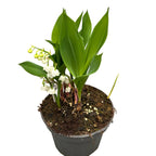Lacramioare cu flori mari - Convallaria majalis 'Bordeaux' (Margaritar, Lily of the Valley)