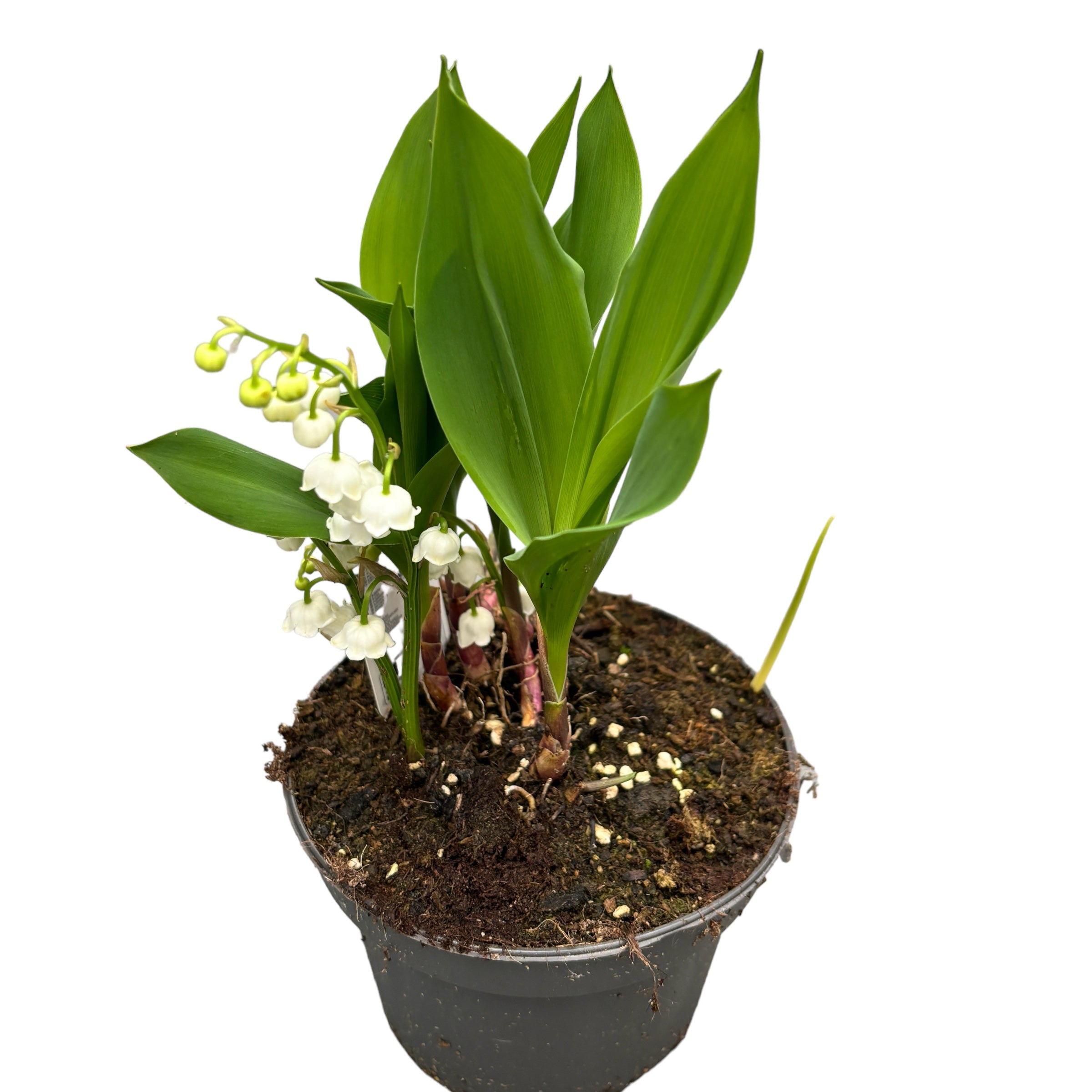 Lacramioare cu flori mari - Convallaria majalis 'Bordeaux' (Margaritar, Lily of the Valley)