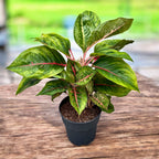 Aglaonema 'Camo Carmine' - exemplare XL