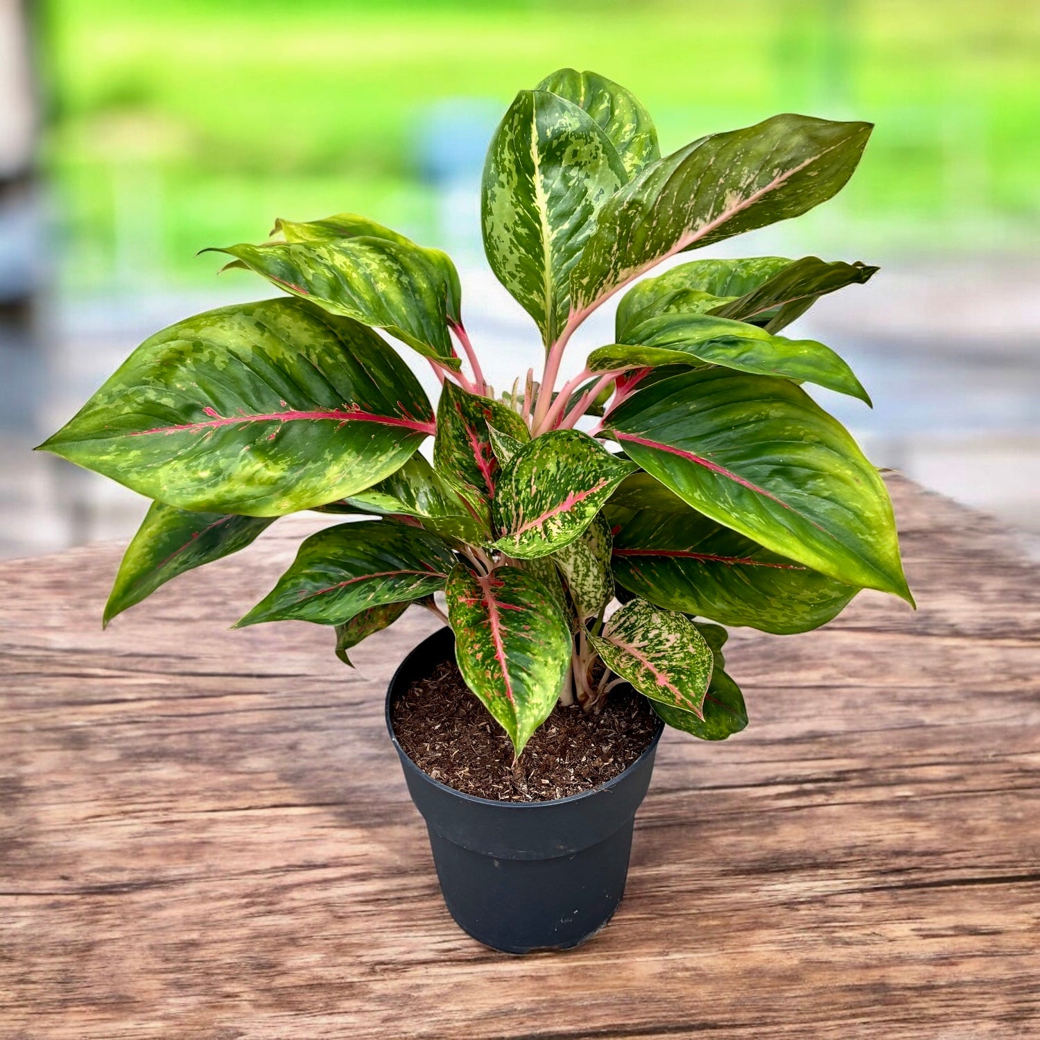 Aglaonema 'Camo Carmine' - exemplare XL