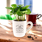 Árbol de café en taza de café - Coffea arabica