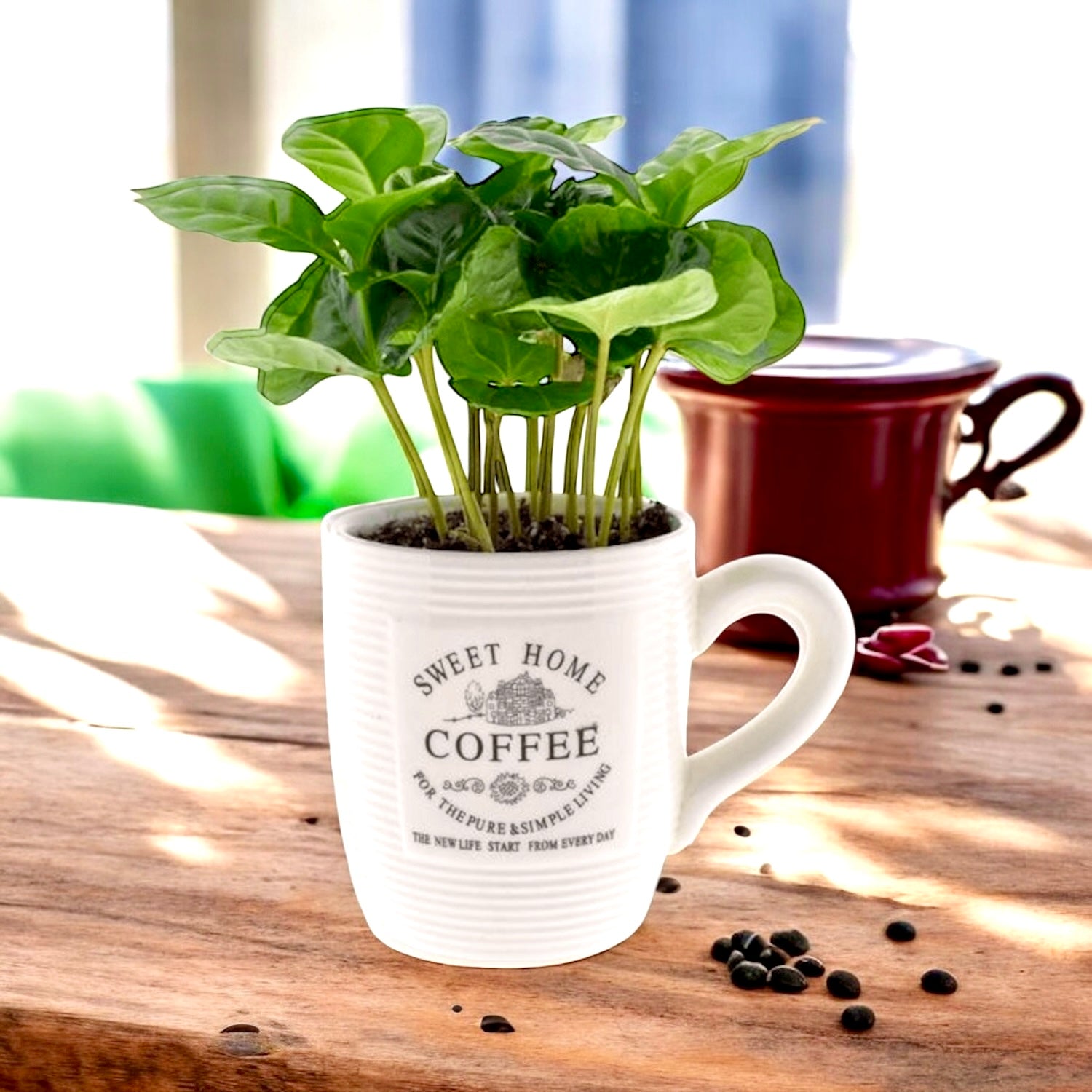 Arborele de cafea in cana de cafea - Coffea arabica