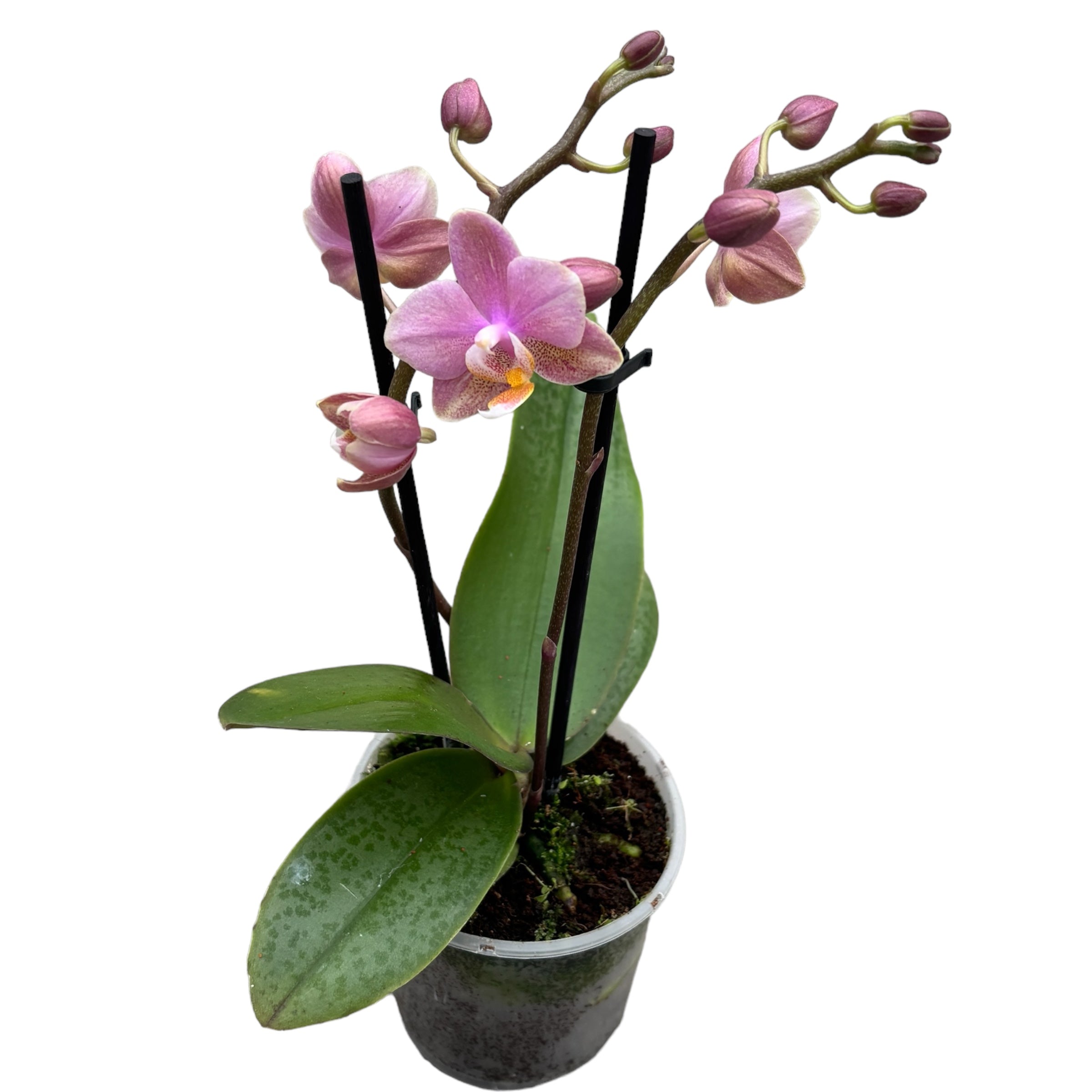 Phalaenopsis Aromio Oriental *parfumée D9