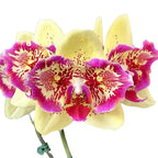Phalaenopsis I-Hsin Spot Leopard (peloric)