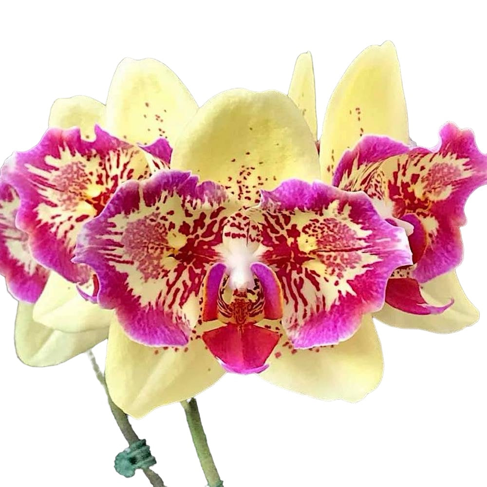Phalaenopsis I-Hsin Spot Leopard (peloric)