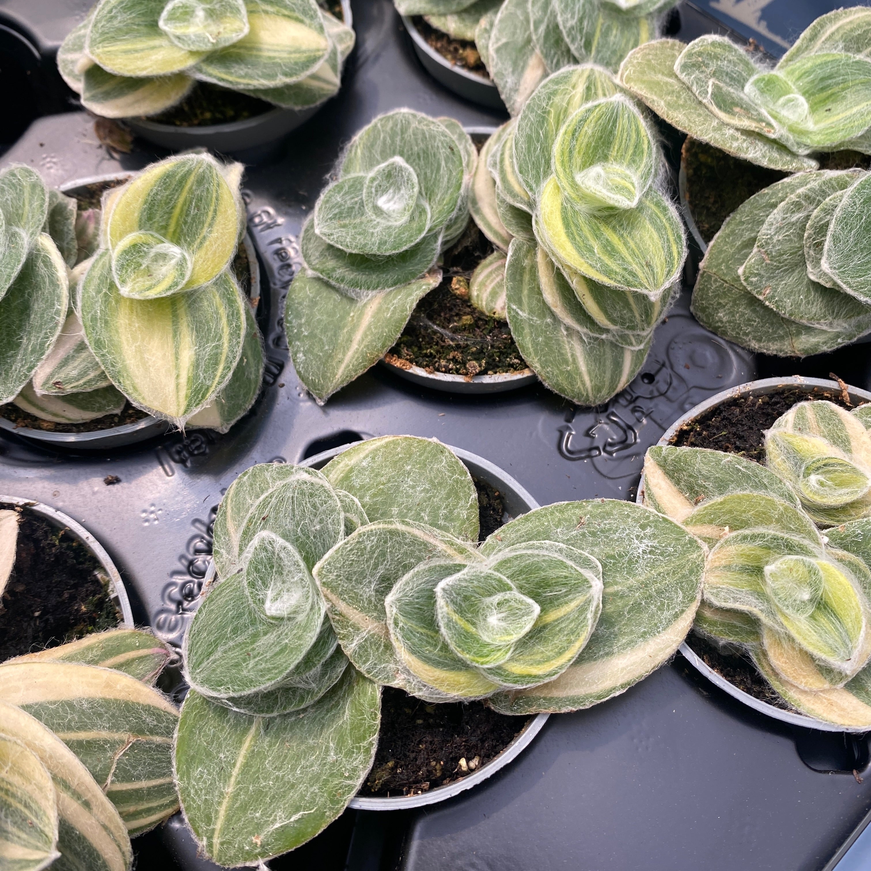 Tradescantia Sillamontana Variegata babyplant