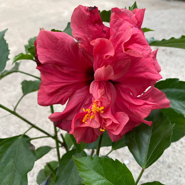 Hibiscus - Trandafir japonez cu floarea dubla mix