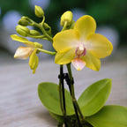 Phalaenopsis Yellow Miracle (Suzy) vonná