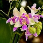Phalaenopsis Blossom Bliss (flori pelorice)