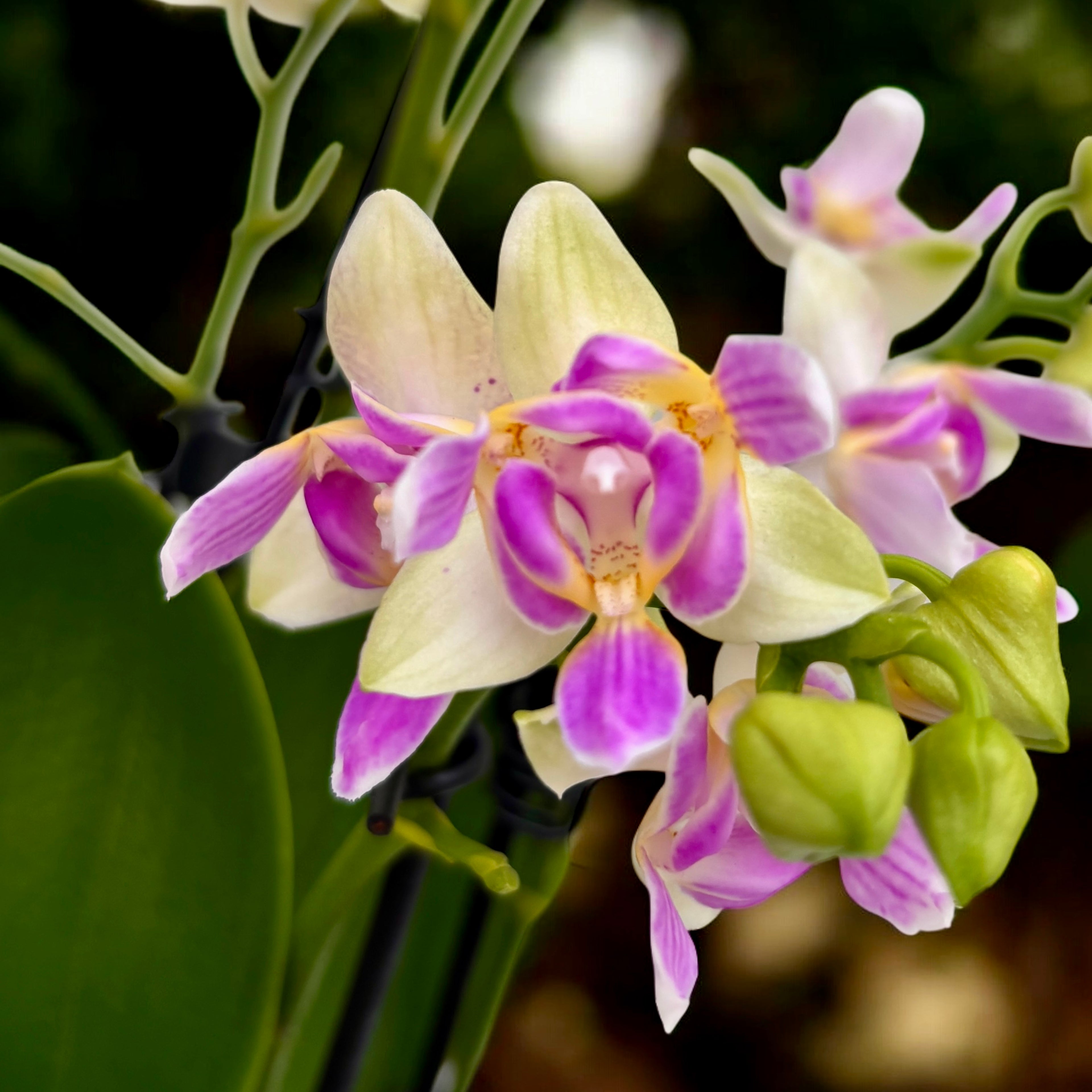 Phalaenopsis Blossom Bliss (flori pelorice)
