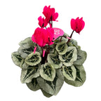 Κυκλάμινο Picasso μίγμα