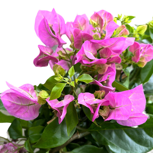 Bougainvillea 'Vera Light Pink'- The pink paper flower