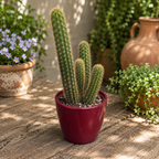 Cleistocactus winteri (Hildewintera aureispina - Monkey's Tail Cactus)