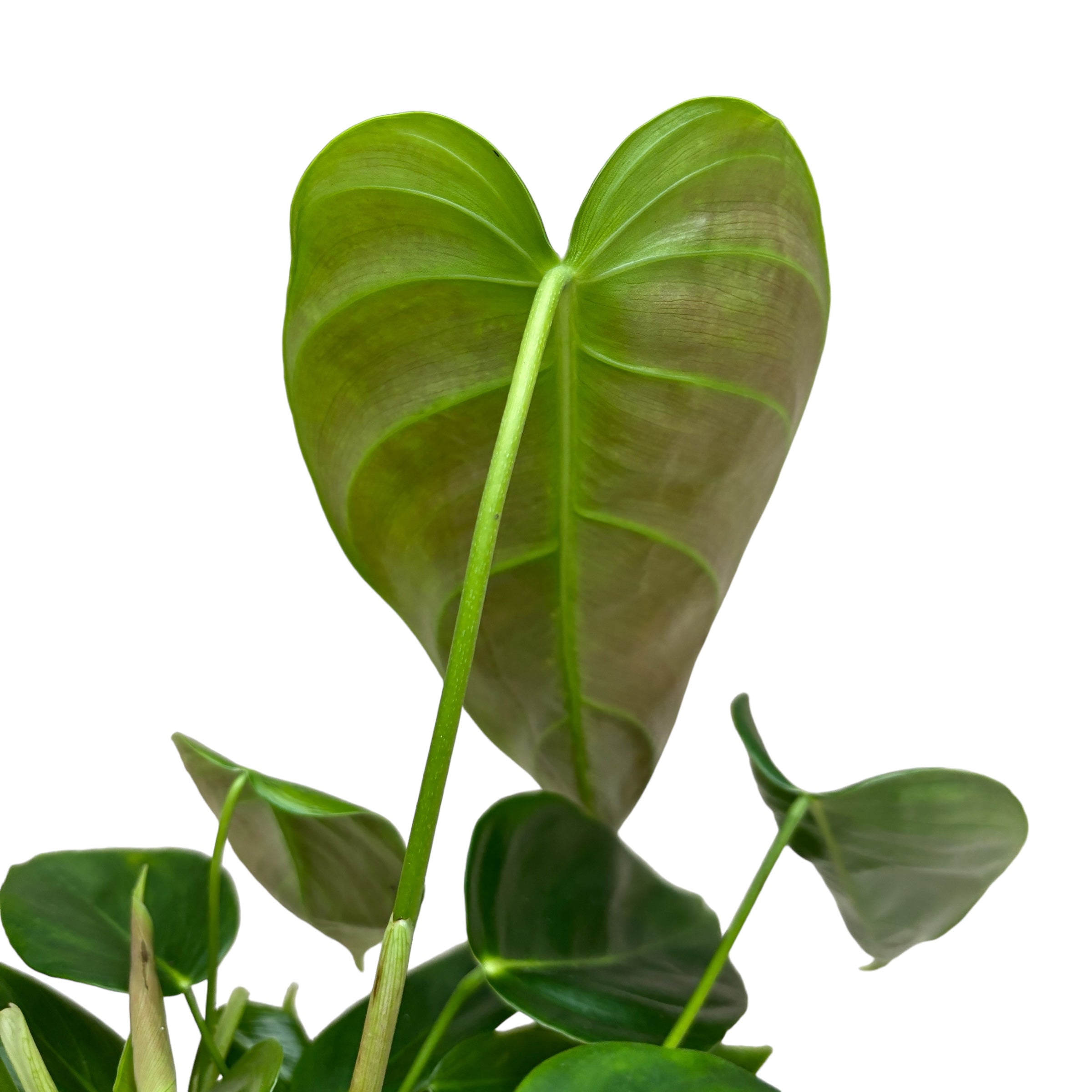 Philodendron esmeraldense