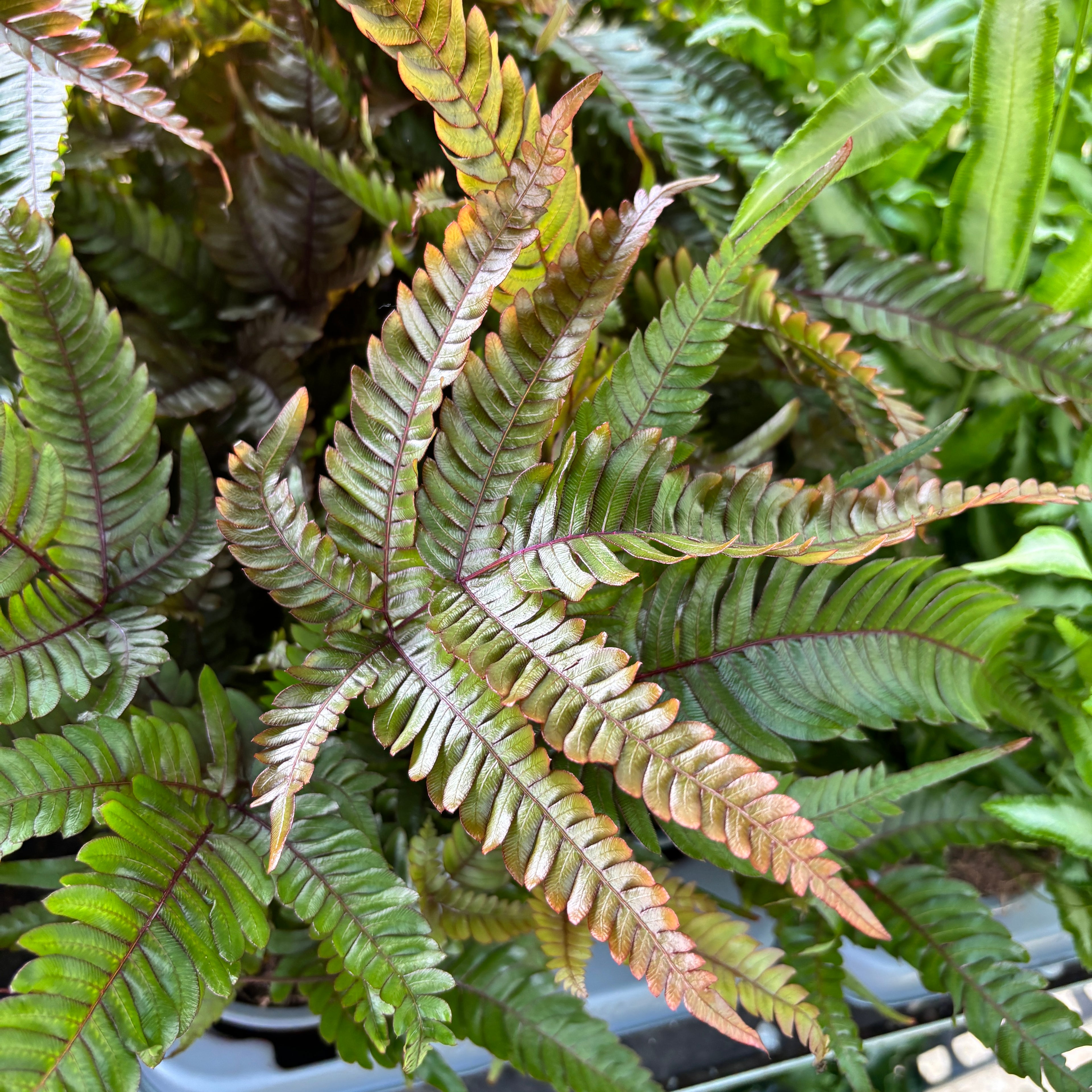 Pteris quadriaurita 'Tricolor (Painted Brake Fern) - feriga exotica cu frunzis tricolor, ideala pentru interior