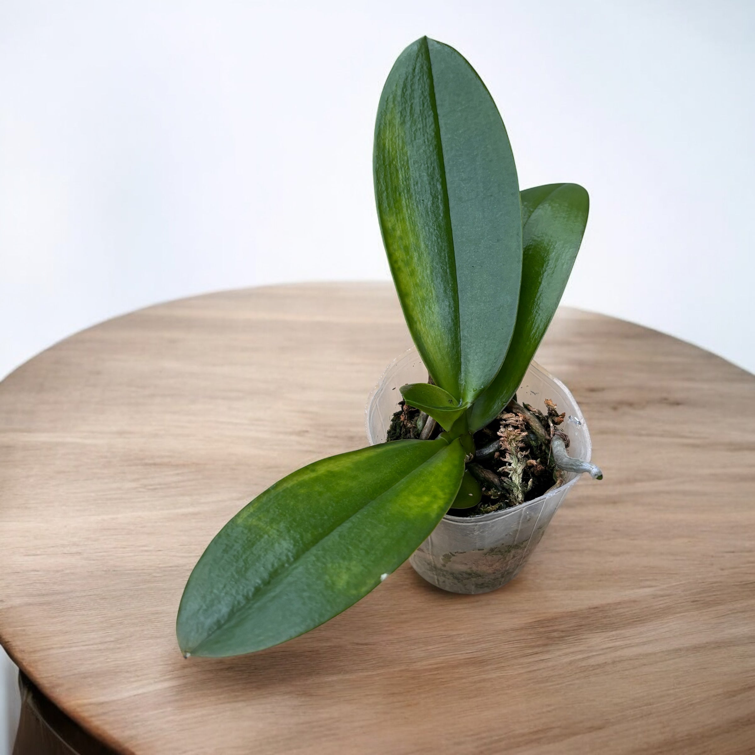 Phalaenopsis Yaphon Black Leopard '1711' - parfumata