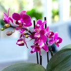 Phalaenopsis Lianher Happy Star - parfumat (unicat)