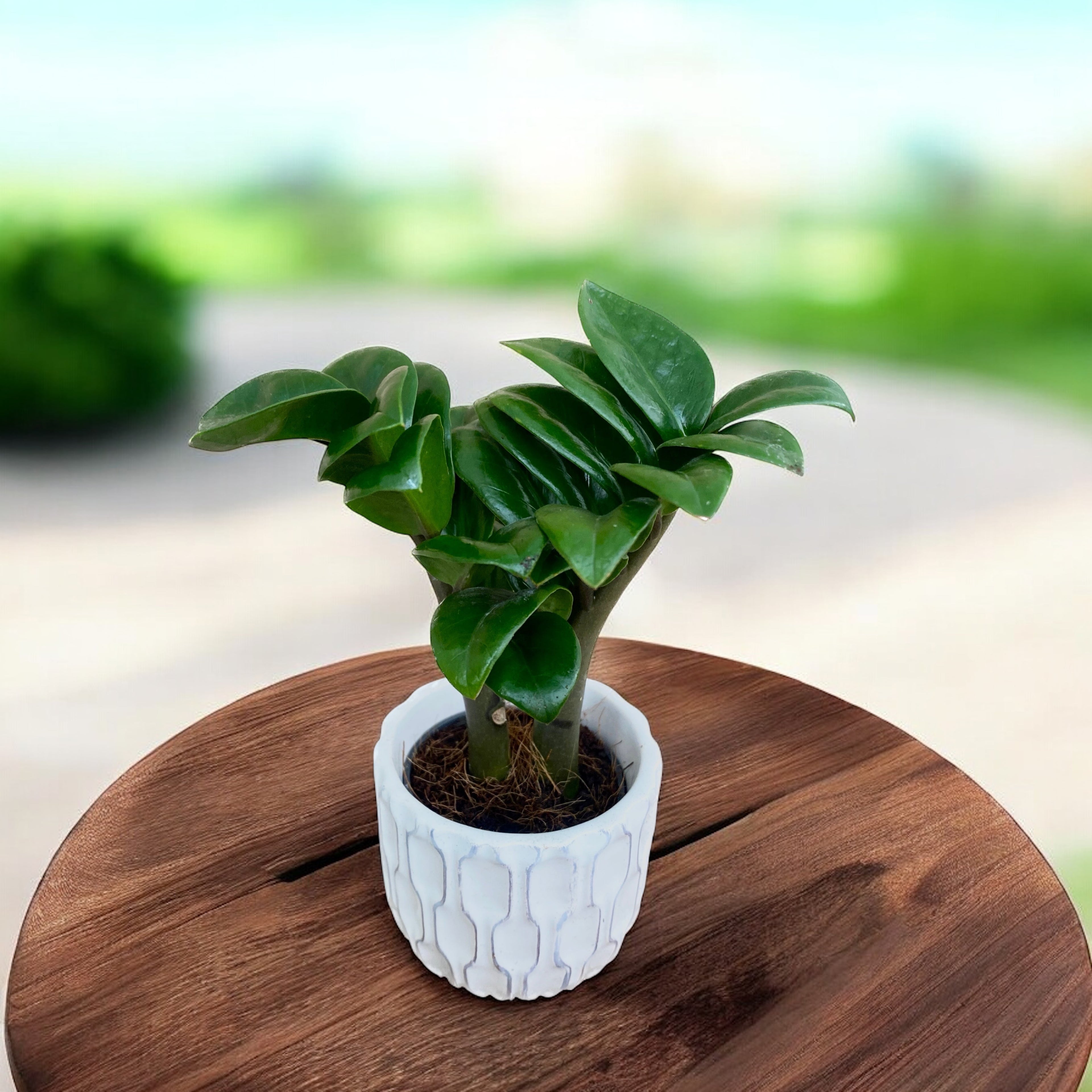 Zamioculcas Zenzi D6 *babyplant (2 plante/ghiveci)