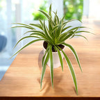 Chlorophytum ‘Irish’ – planta paianjen, rezistenta si usor de intretinut