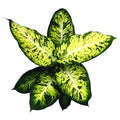 Dieffenbachia Sublime (pianta Feng Shui)