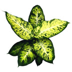 Dieffenbachia Sublime (rostlina Feng Shui)