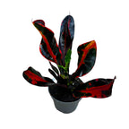 Croton Mammi (Codiaeum) (babyplant)