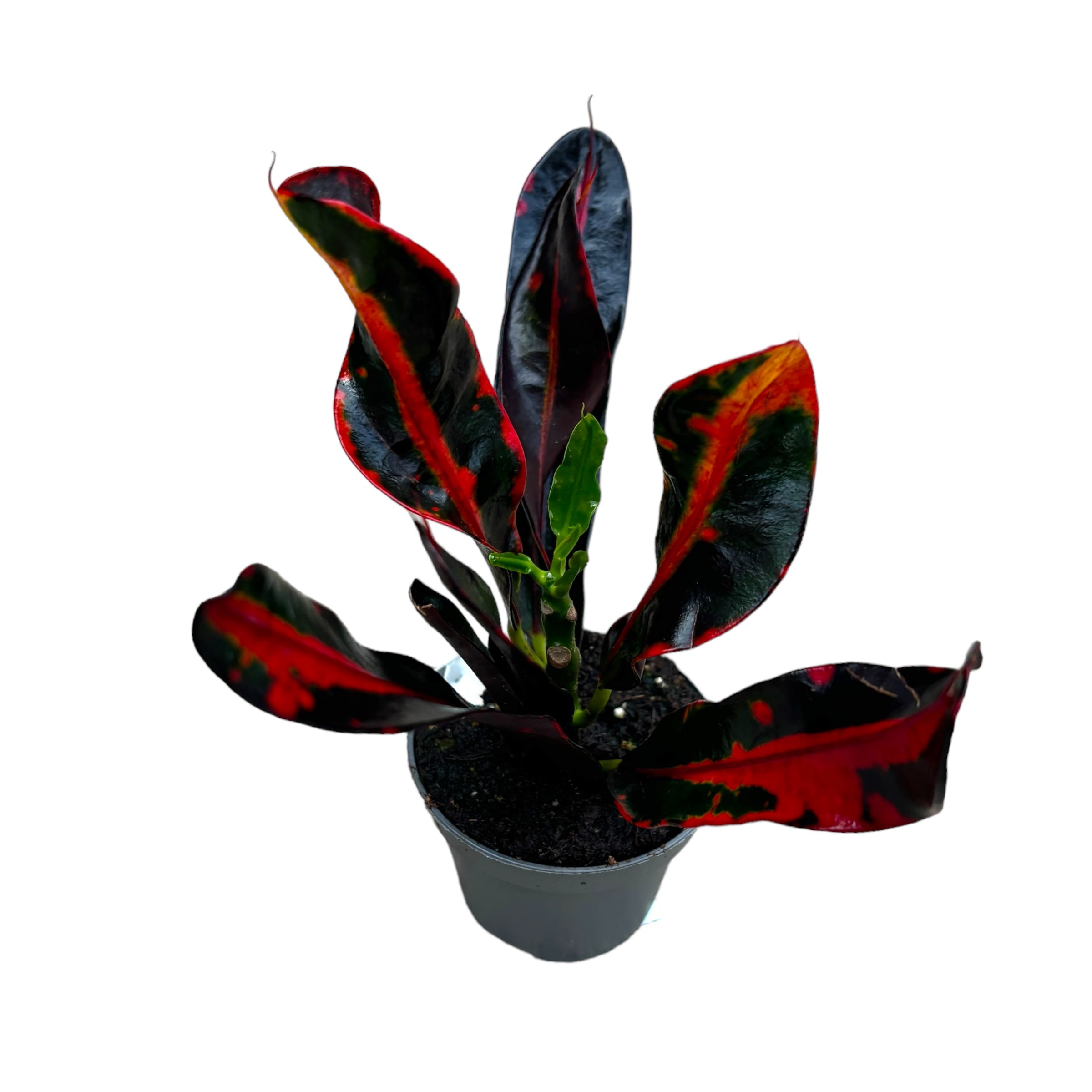 Croton Mammi (Codiaeum) (babyplant)