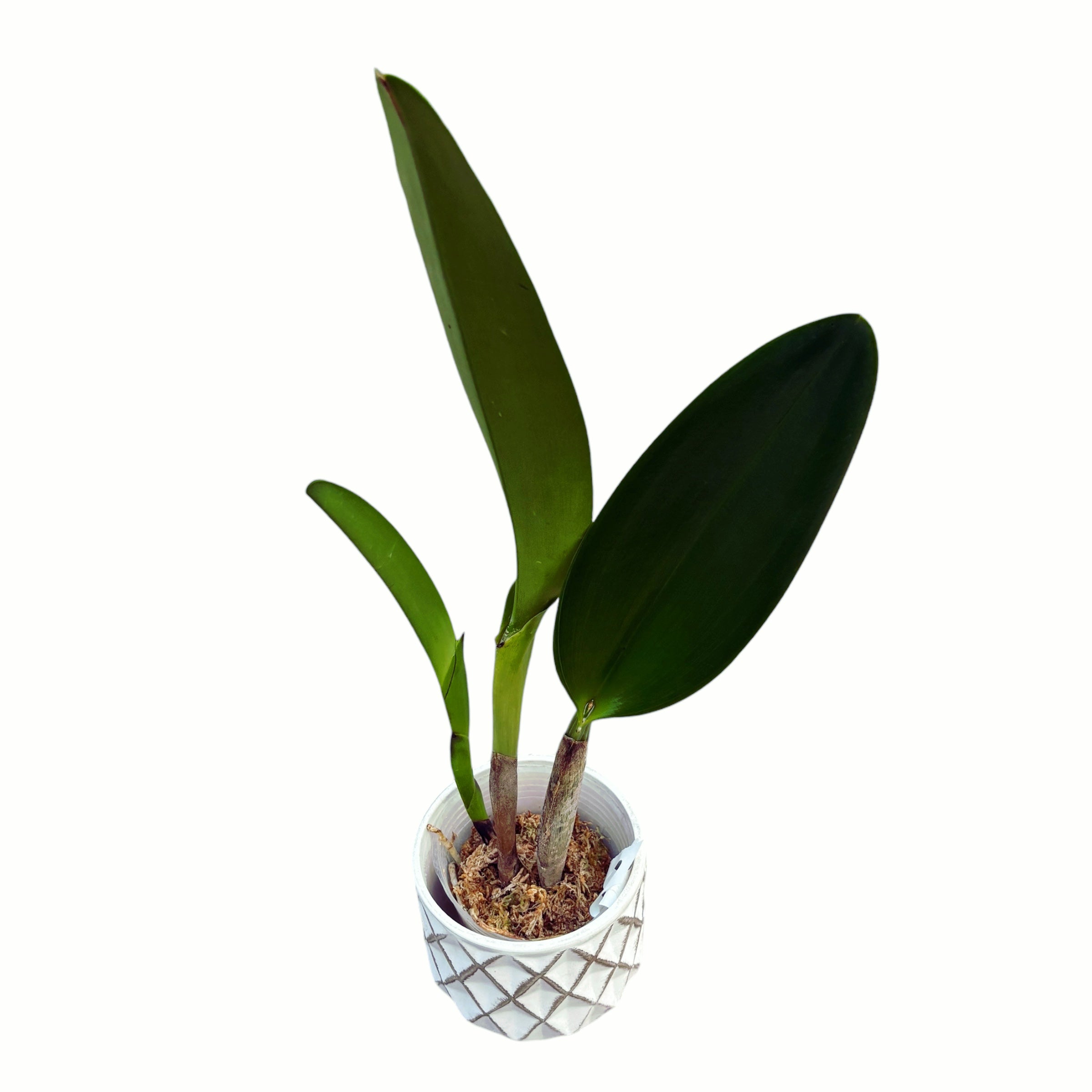 Rlc. Irma Selles 'Black Cat'