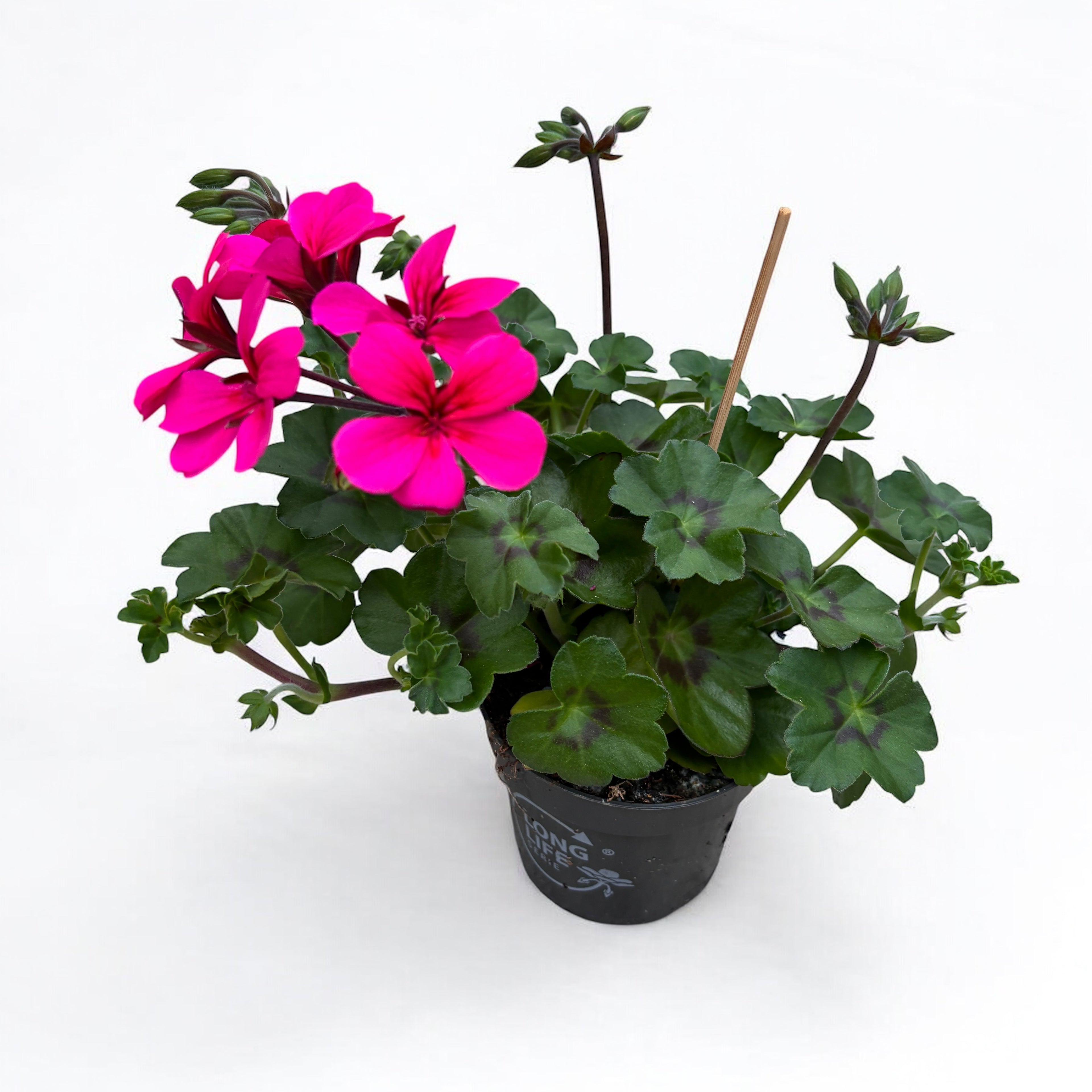 Pelargonium (Peltatum Grp) 'Pink' - muscate speciale
