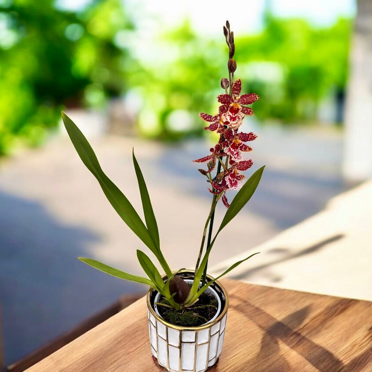 Odontocidium hybrid #22