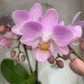 Phalaenopsis Sogo Sakura (Lieke)