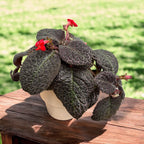 Episcia cupreata 'Červený krokodýl'