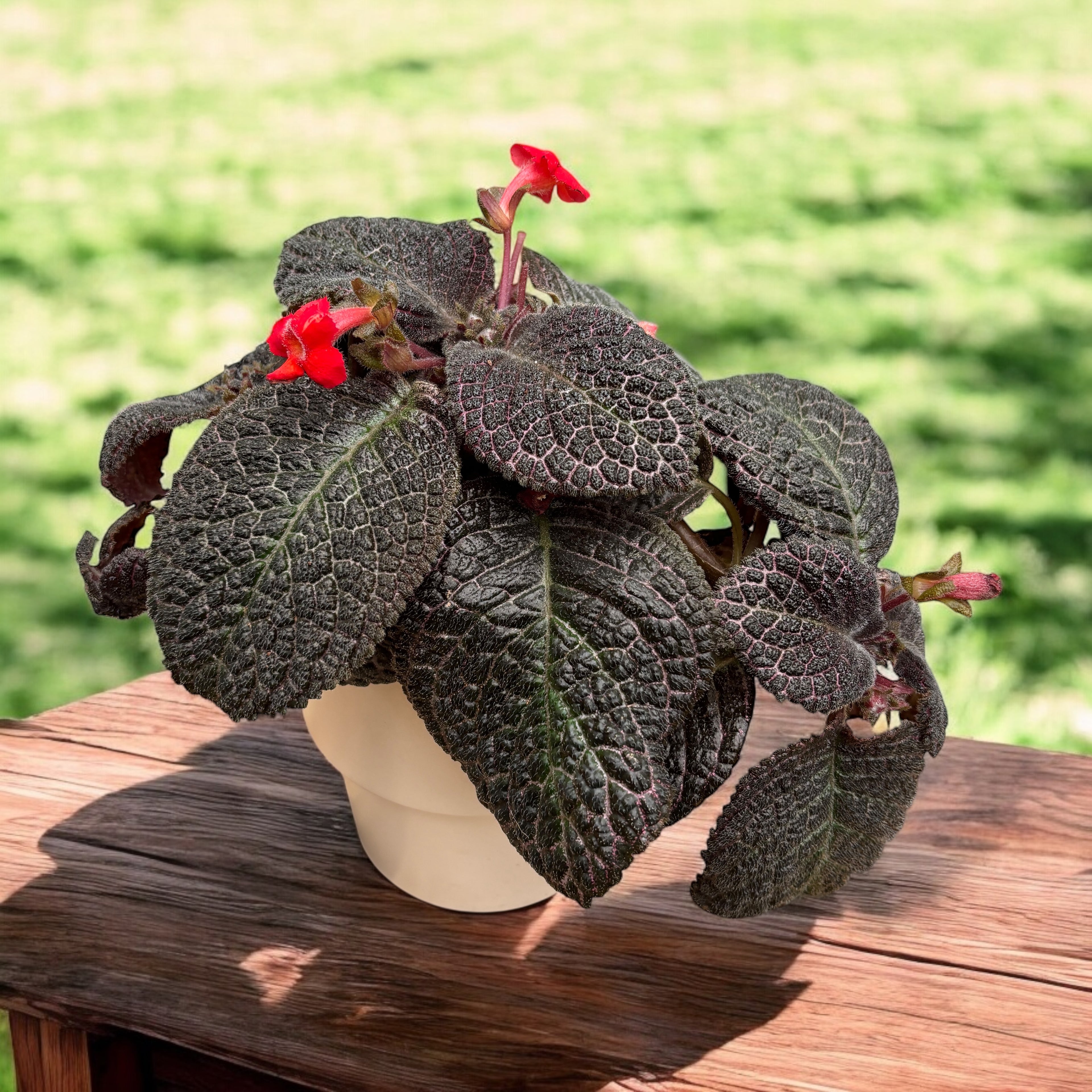 Episcia cupreata 'Red Crocodile'