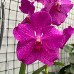 Vanda NITAYA Crystal Pink (Ansu)