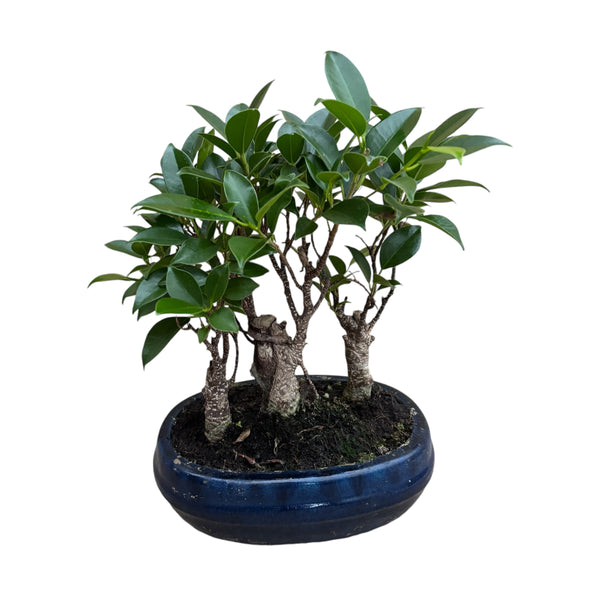 Bonsai Ficus forest 3pp