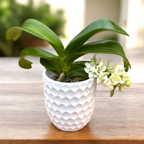 Rhynchostylis gigantea var. alba - intens parfumata