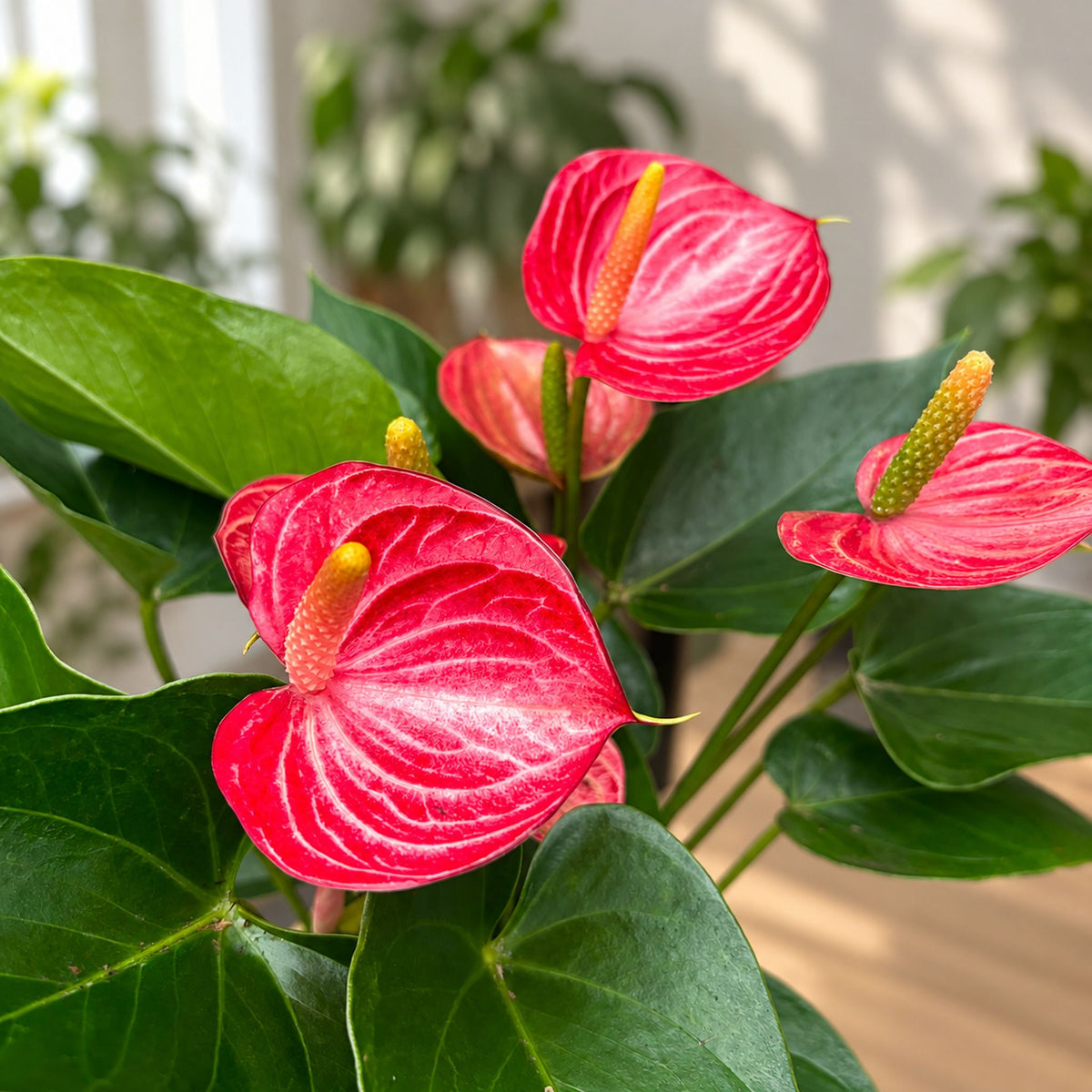 Anthurium ‘Livium Red’ – tropical elegance with spectacular bicolor flowers