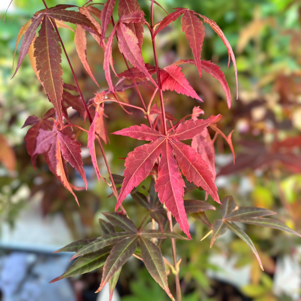 Acer palmatum 'Atropurpureum' (Roter Japanischer Ahorn)