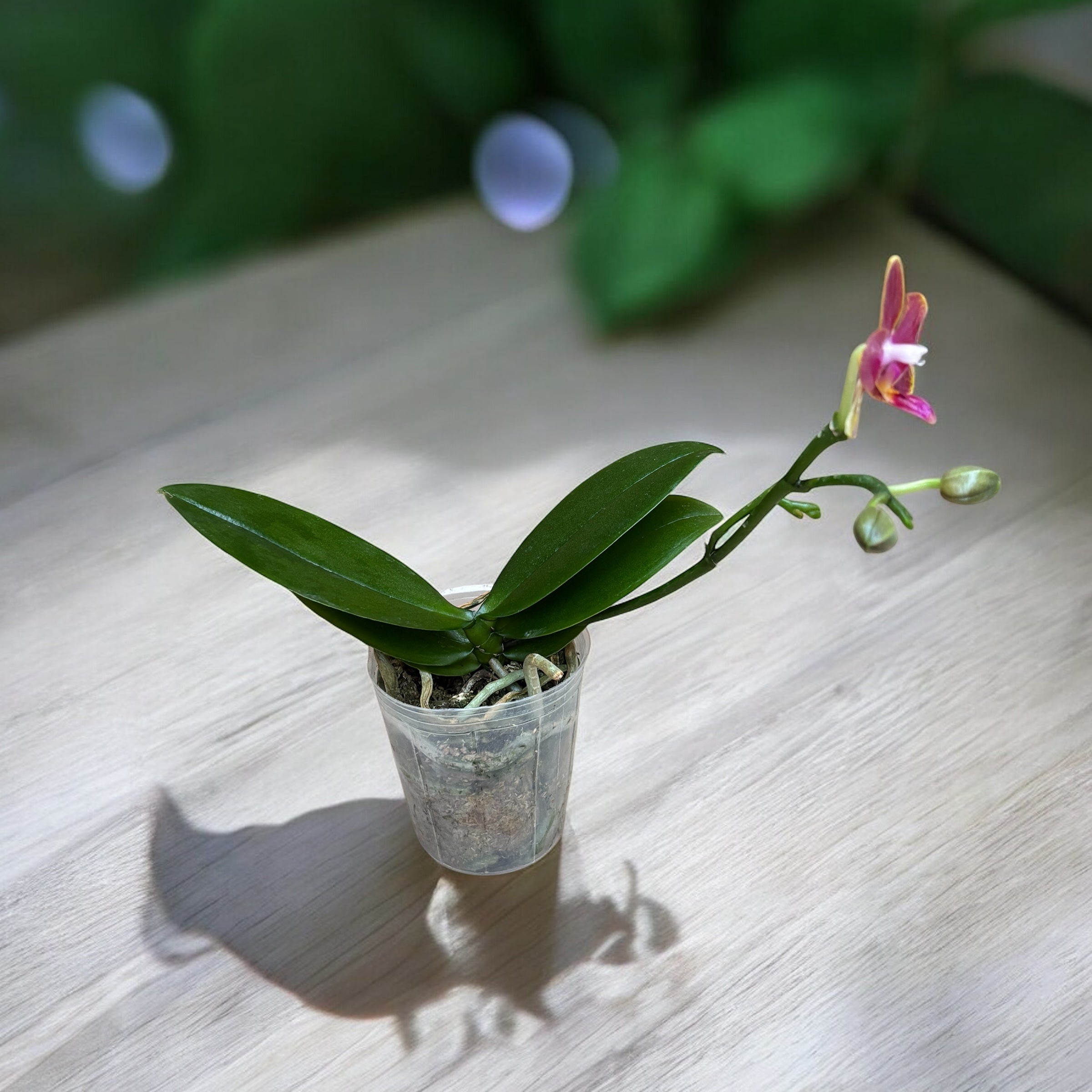 Phalaenopsis Sogo Red Star - flori cerate parfumate