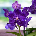 Vanda Tweed Blue XXL 4p (Ansu)